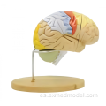 Modelo de anatomía del cerebro humano